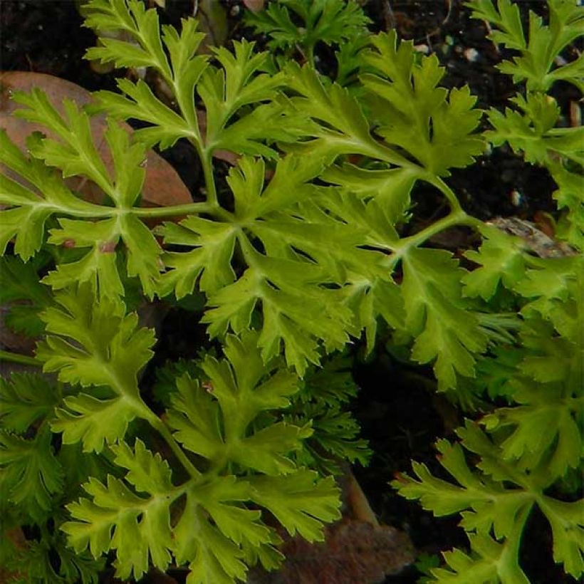 Anemone coronaria Mount Everest - Klaproos-anemoon (Blad)