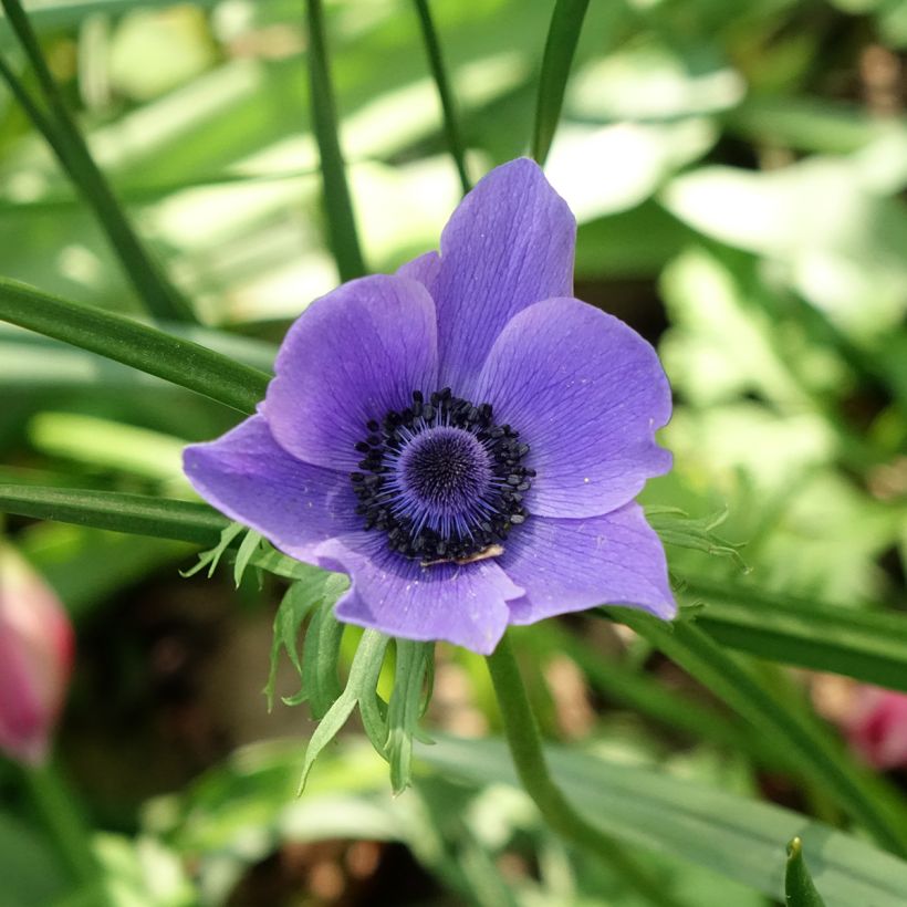 Anemone coronaria Mr Fokker - Klaproos-anemoon (Bloei)