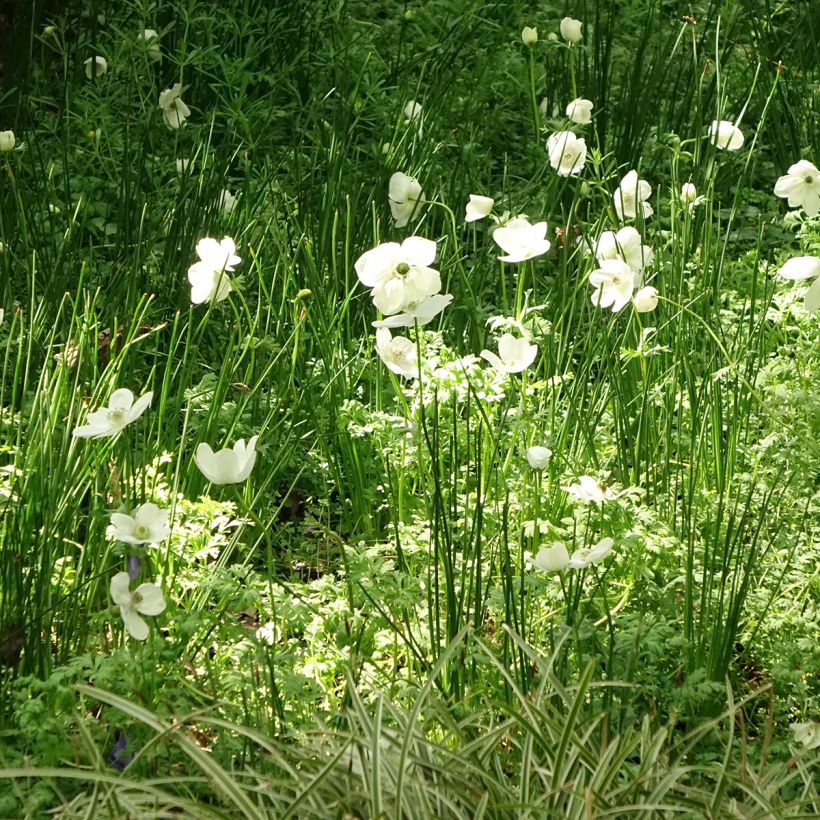 Anemone coronaria The Bride - Klaproos-anemoon (Groeiplaats)