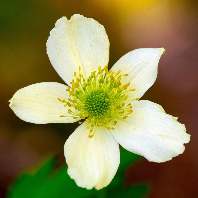 Anemone cylindrica - Kaarsanemoon (Flowering)