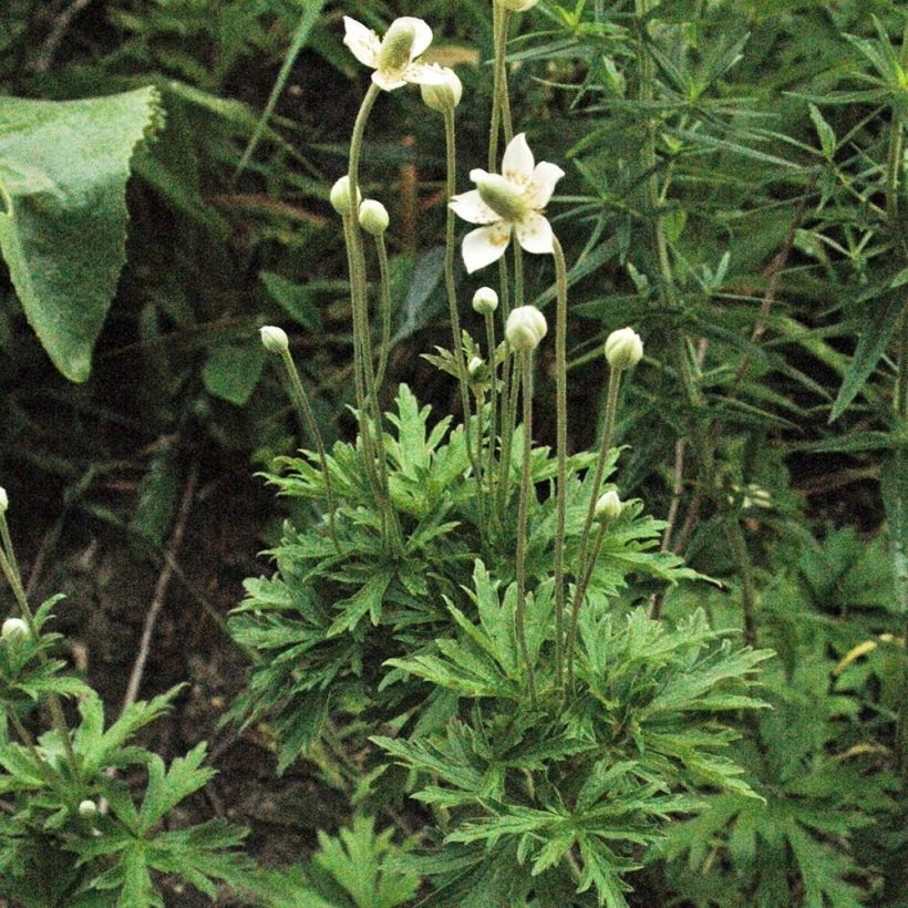 Anemone cylindrica - Kaarsanemoon (Plant habit)