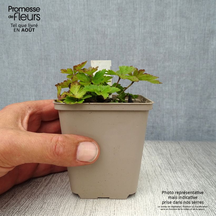 Exemplaar van Anemone cylindrica - Kaarsanemoon Kweekpotje van 8/9 cm zoals geleverd in de zomer