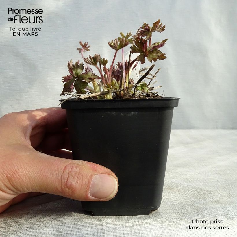 Example of Anemone cylindrica - Anémone cylindrique Kweekpotje van 8/9 cm as you get in hiver