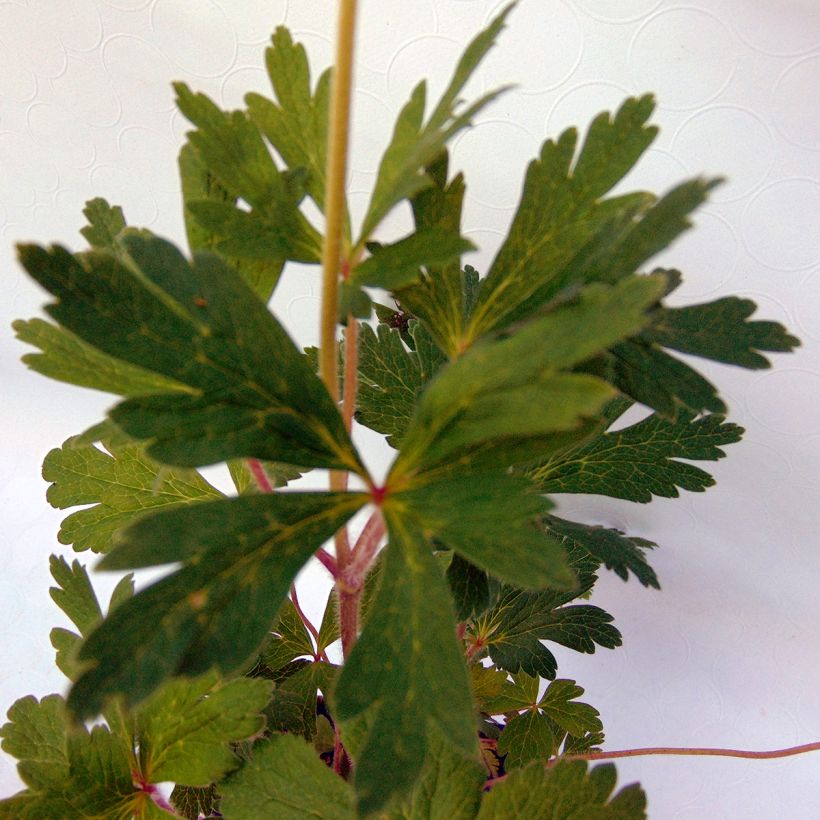 Anemone sylvestris - Grote anemoon (Foliage)