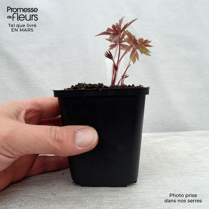 Example of Anémone du Canada - Anemone canadensis Kweekpotje van 8/9 cm as you get in hiver