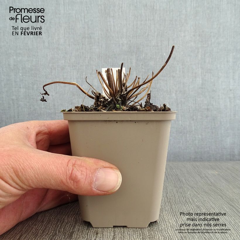 Example of Anemone Fall in Love Sweetly - Herfstanemoon Kweekpotje van 8/9 cm as you get in hiver