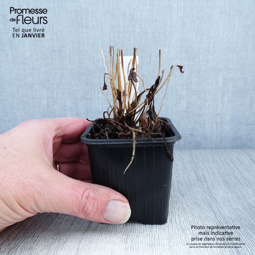 Example of Anemone Fantasy Ariel - Herfstanemoon Kweekpotje van 8/9 cm as you get in hiver