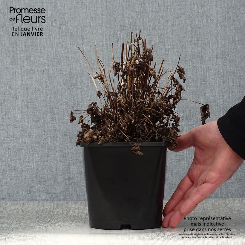 Example of Anemone Fantasy Ariel - Herfstanemoon Pot van 2 l/3 l as you get in hiver