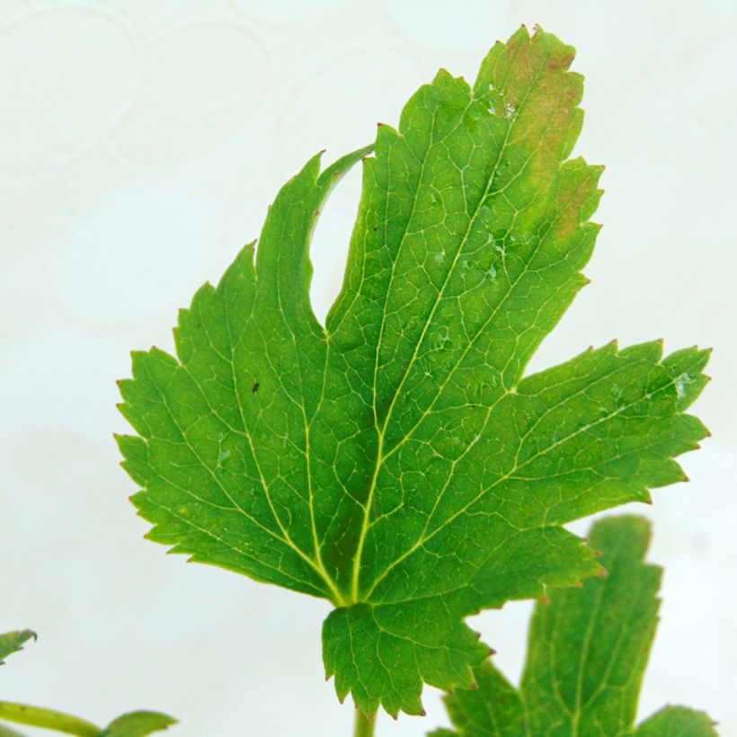 Anemone Fantasy Cinderella - Herfstanemoon (Blad)