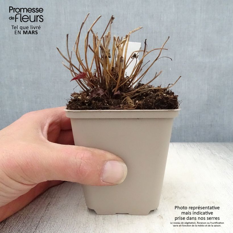 Exemplaar van Anemone Fantasy Cinderella - Herfstanemoon Kweekpotje van 8/9 cm zoals geleverd in de lente