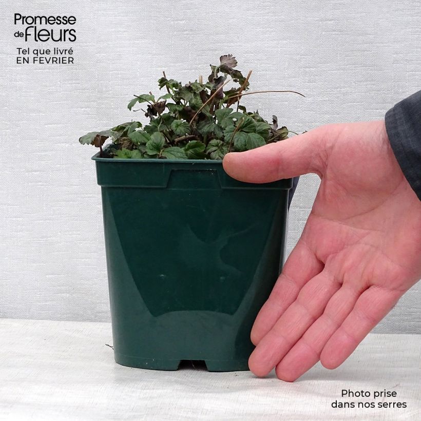 Exemplaar van Anemone Fantasy Cinderella - Herfstanemoon Pot van 2 l/3 l zoals geleverd in de winter