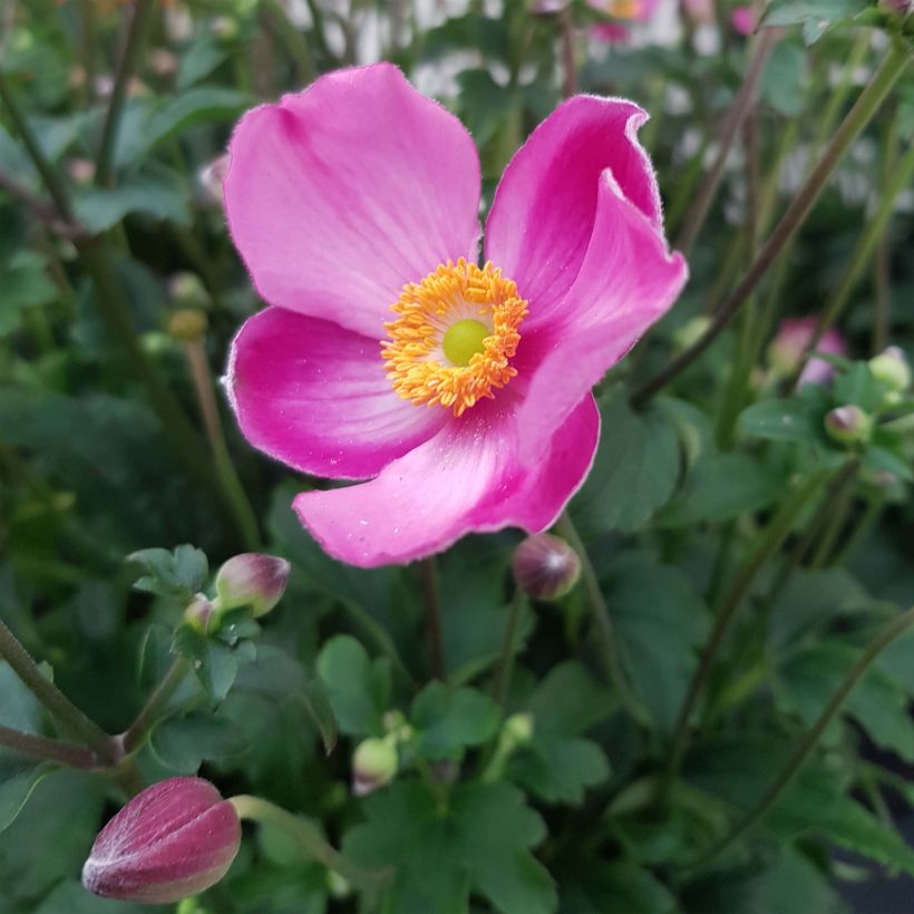 Anemone Fantasy Jasmine - Herfstanemoon (Flowering)