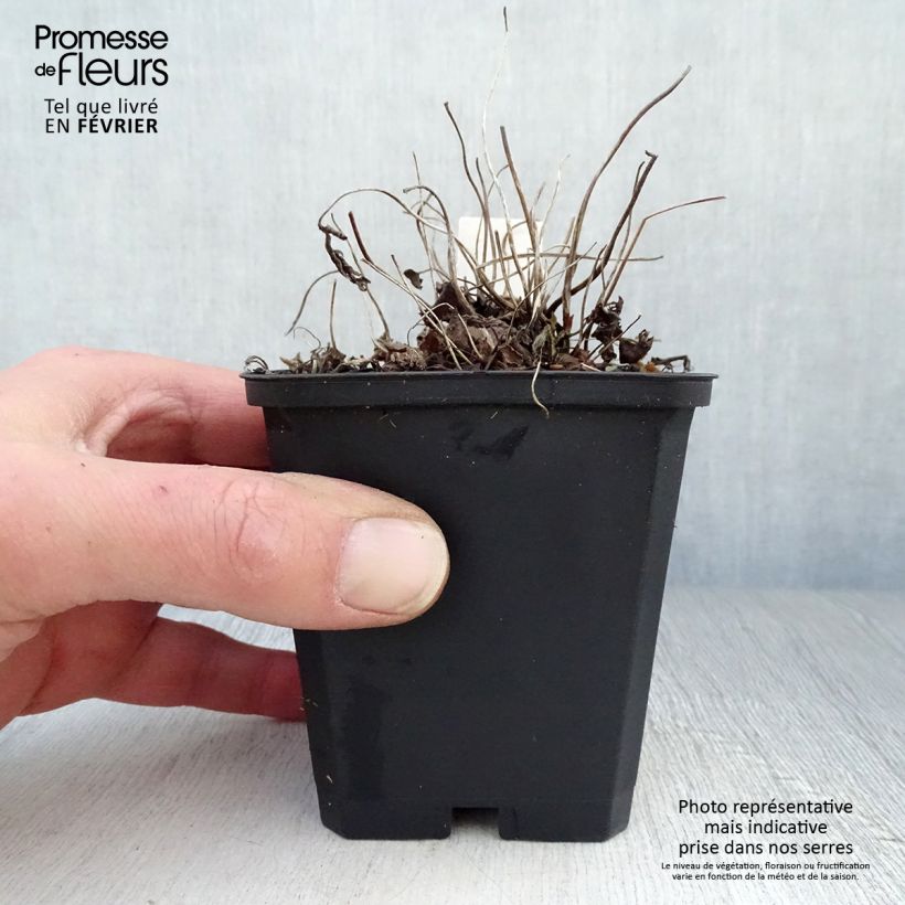 Example of Anémone du Japon Fantasy Jasmine Kweekpotje van 8/9 cm as you get in hiver