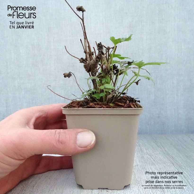 Example of Anémone du Japon Fantasy Pocahontas - Anemone hupehensis var.japonica Kweekpotje van 8/9 cm as you get in hiver