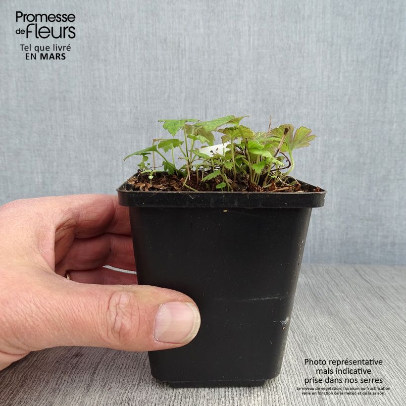 Exemplaar van Anemone hupehensis Fantasy Pocahontas - Herfstanemoon Kweekpotje van 8/9 cm zoals geleverd in de lente