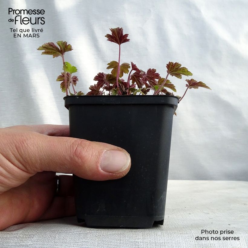 Exemplaar van Anemone Little Summer Breeze - Herfstanemoon Kweekpotje van 8/9 cm zoals geleverd in de lente