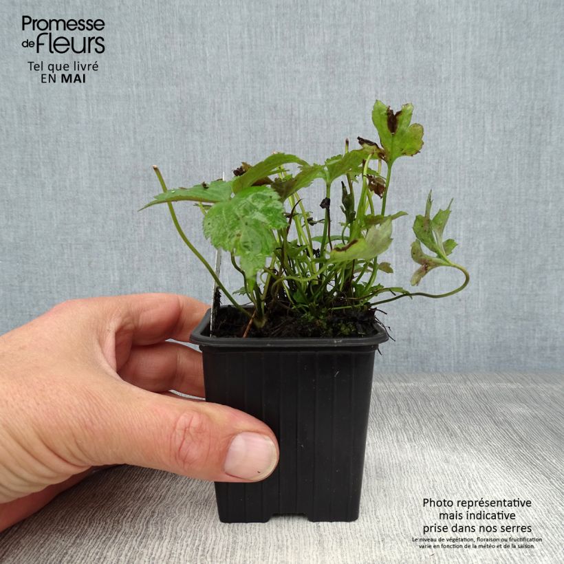 Exemplaar van Anemone hupehensis Prinz Heinrich - Herfstanemoon Kweekpotje van 8/9 cm zoals geleverd in de lente