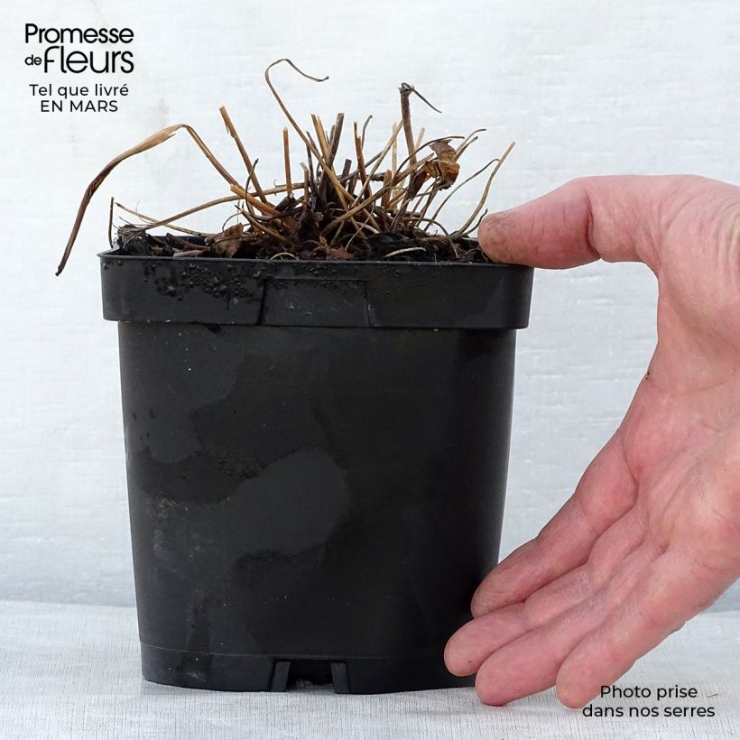 Exemplaar van Anemone hupehensis Prinz Heinrich - Herfstanemoon Pot van 2 l/3 l zoals geleverd in de lente