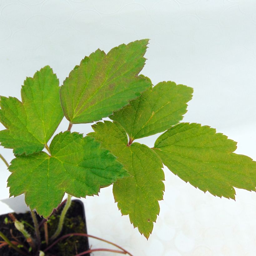 Anemone tomentosa Robustissima - Herfstanemoon (Foliage)