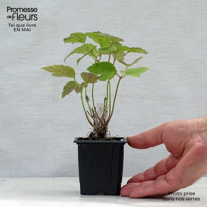 Exemplaar van Anemone tomentosa Robustissima - Herfstanemoon Kweekpotje van 8/9 cm zoals geleverd in de lente