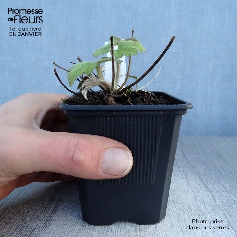 Example of Anemone tomentosa Robustissima - Herfstanemoon Kweekpotje van 8/9 cm as you get in hiver