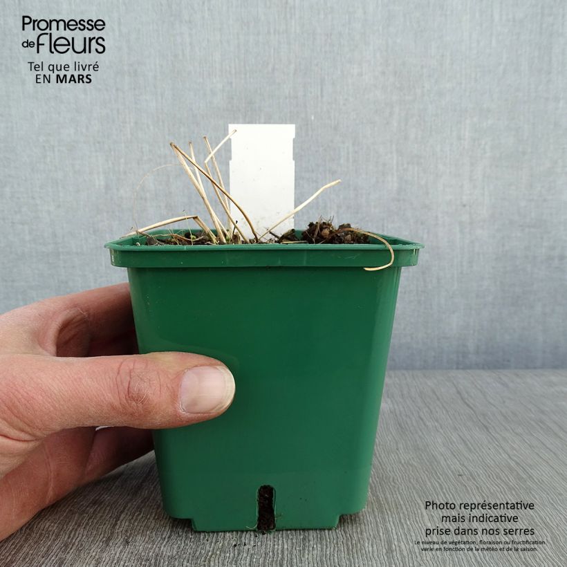 Example of Anemone tomentosa Robustissima - Herfstanemoon Pot van 1,5 l/2 l as you get in hiver