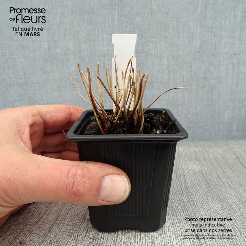 Example of Anemone hybrida Rubra Plena - Herfstanemoon Kweekpotje van 8/9 cm as you get in hiver