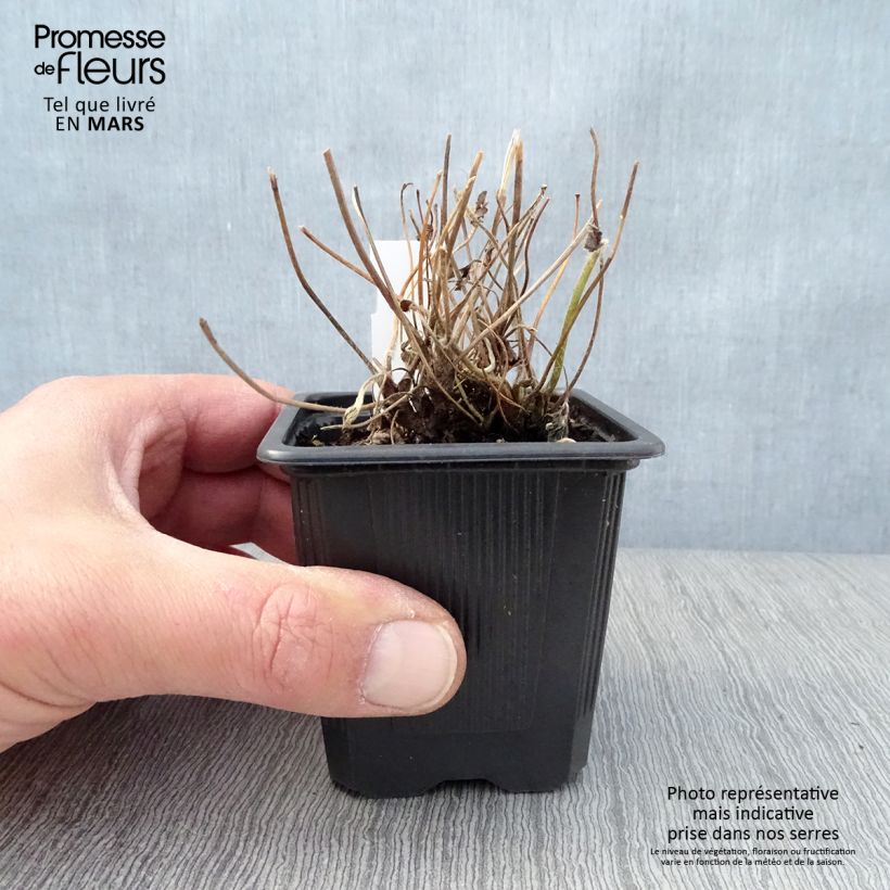 Exemplaar van Anemone hybrida Rubra Plena - Herfstanemoon Kweekpotje van 8/9 cm zoals geleverd in de lente