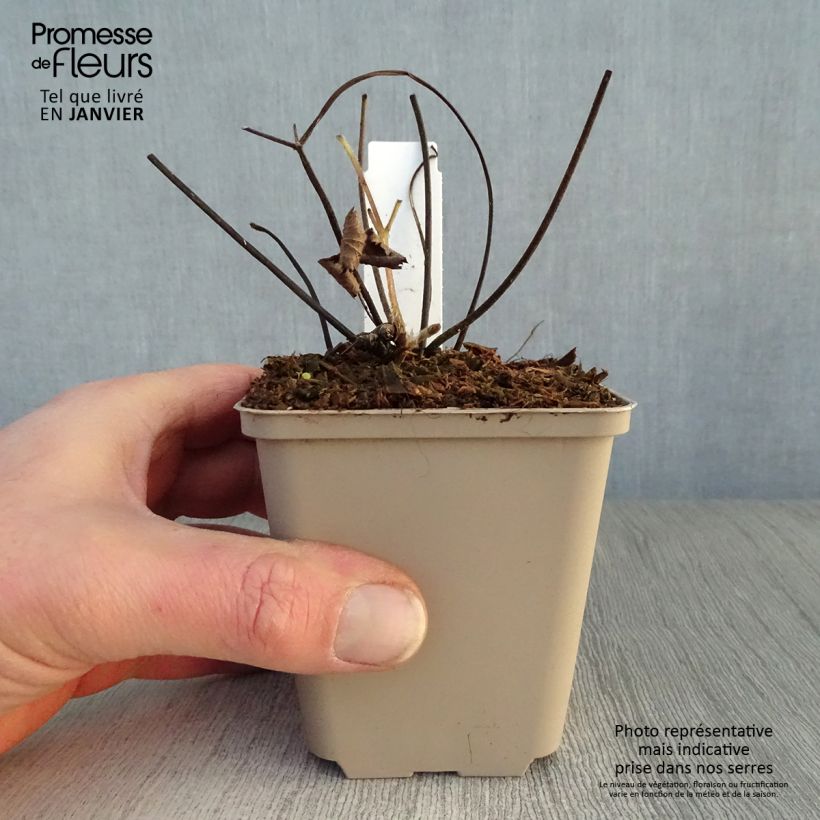 Example of Anemone tomentosa Septemberglanz - Herfstanemoon Kweekpotje van 8/9 cm as you get in hiver