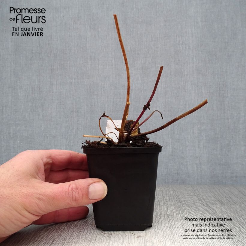 Example of Anémone du Japon hybride Frilly Knickers Kweekpotje van 8/9 cm as you get in hiver