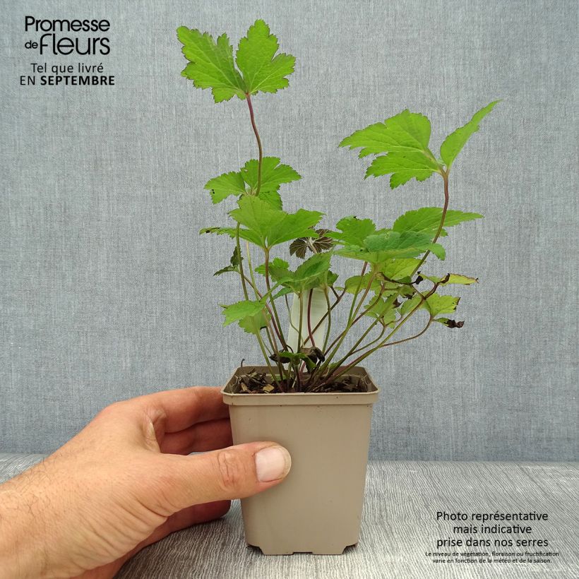Exemplaar van Anemone tomentosa Septemberglanz - Herfstanemoon Kweekpotje van 8/9 cm zoals geleverd in de herfst