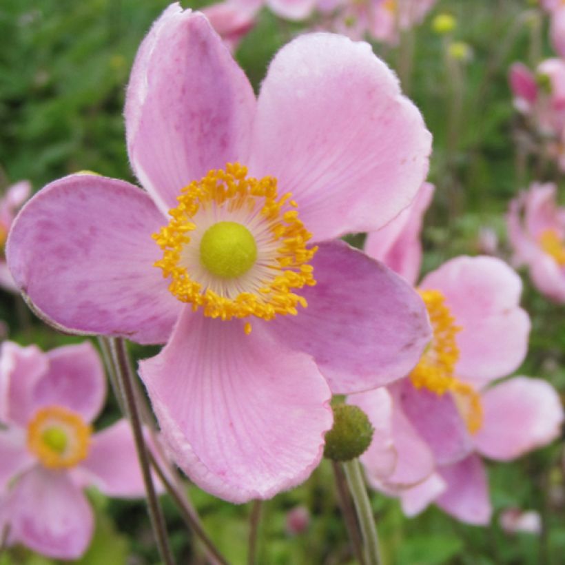 Anemone hupehensis Little Princess - Herfstanemoon (Flowering)