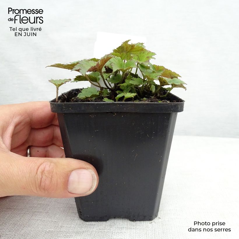 Exemplaar van Anemone hupehensis Praecox - Herfstanemoon Kweekpotje van 8/9 cm zoals geleverd in de zomer