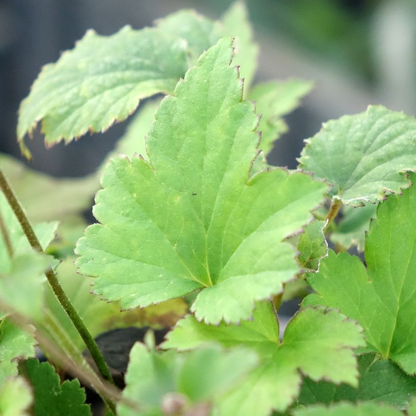 Anemone hupehensis Praecox - Herfstanemoon (Blad)