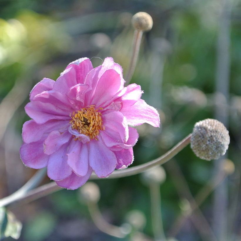 Anemone hupehensis Pamina - Herfstanemoon (Flowering)