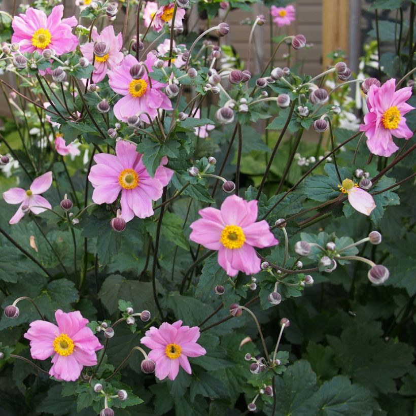 Anemone hybrida Rubra Plena - Herfstanemoon (Plant habit)