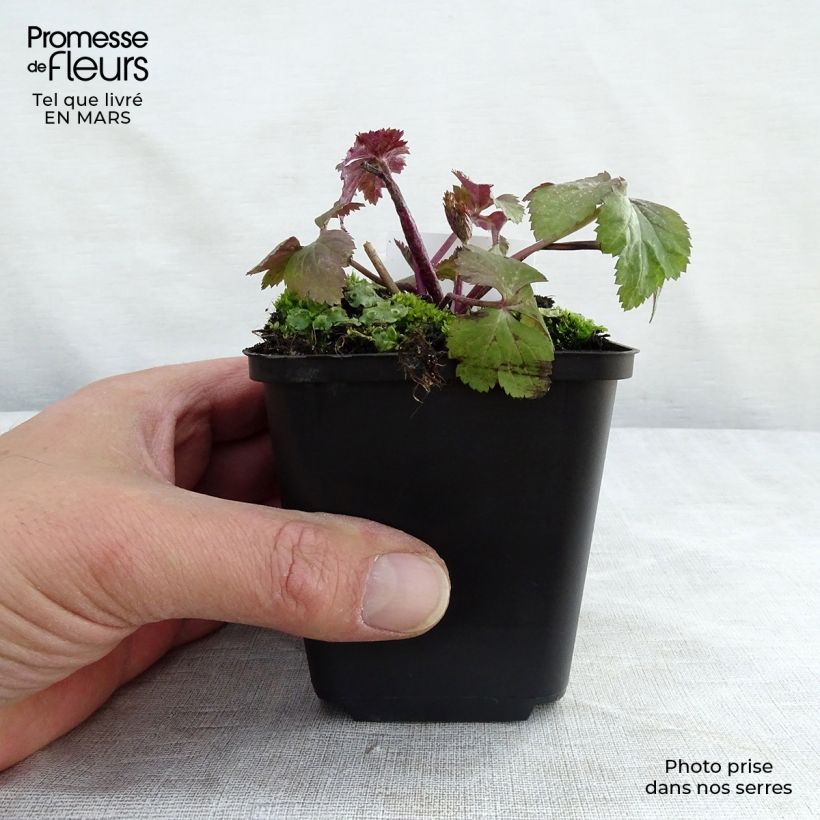 Example of Anemone hybride Dainty Swan - Anémone japonaise bicolore Kweekpotje van 8/9 cm as you get in hiver