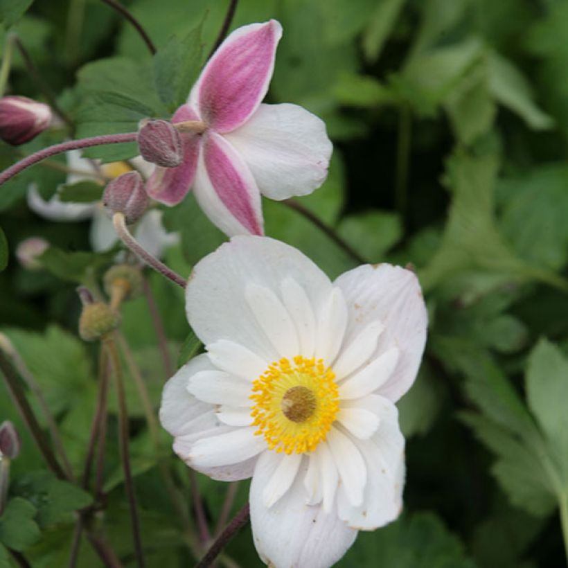 Anemone Dainty Swan - Herfstanemoon (Flowering)