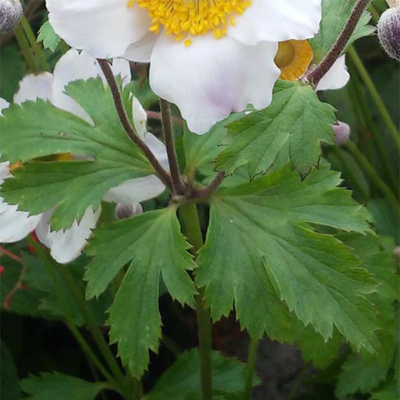 Anemone Elfin Swan - Herfstanemoon (Foliage)