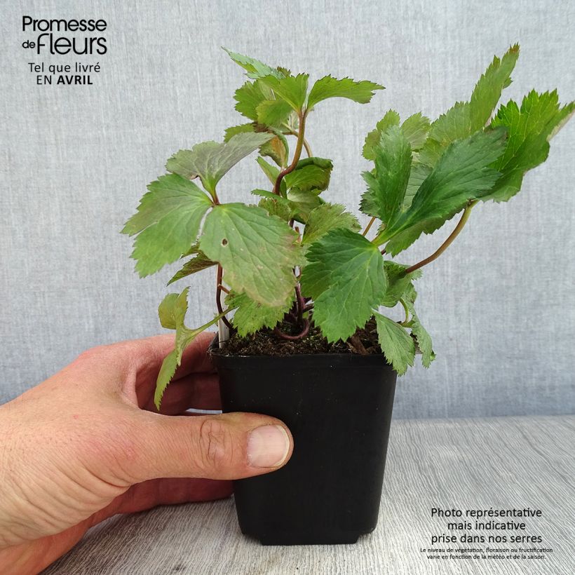 Exemplaar van Anemone Elfin Swan - Herfstanemoon Kweekpotje van 8/9 cm zoals geleverd in de lente