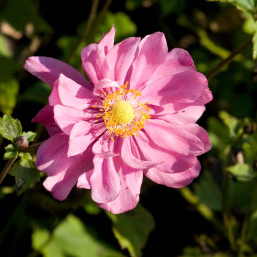 Anemone Margarete - Herfstanemoon (Flowering)