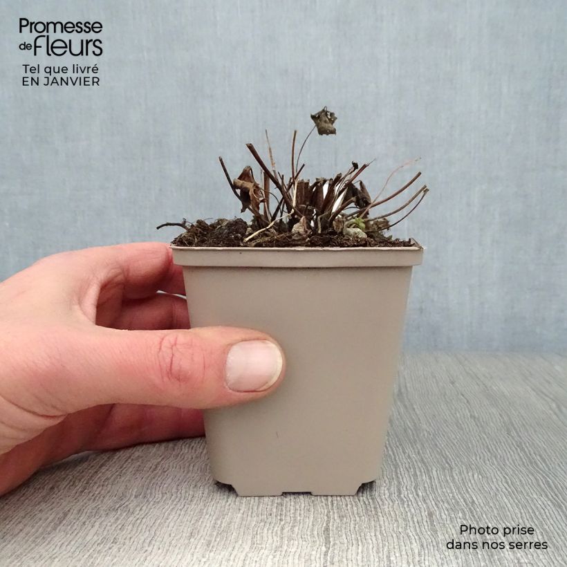 Example of Anemone hupehensis Snow Angels - Herfstanemoon Kweekpotje van 8/9 cm as you get in hiver