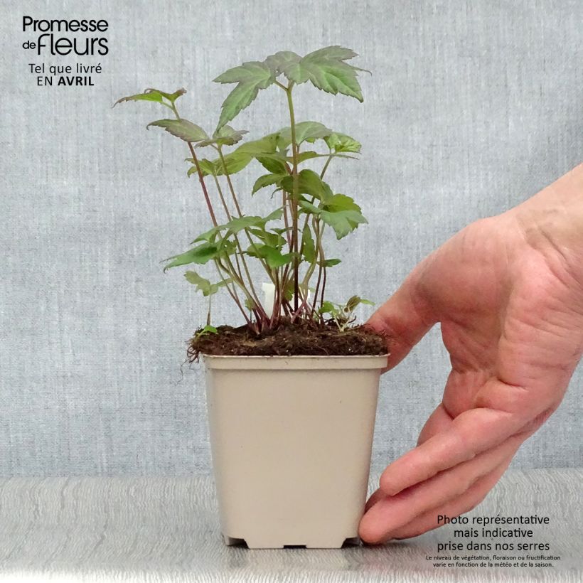 Exemplaar van Anemone hupehensis Snow Angels - Herfstanemoon Kweekpotje van 8/9 cm zoals geleverd in de lente