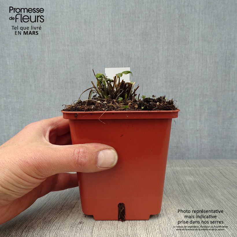 Exemplaar van Anemone hupehensis Snow Angels - Herfstanemoon Pot van 1 l/1,5 l zoals geleverd in de lente