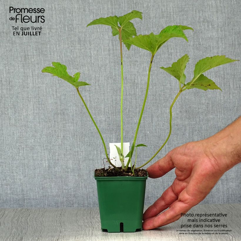 Exemplaar van Anemone Andrea Atkinson - Herfstanemoon Kweekpotje van 8/9 cm zoals geleverd in de zomer