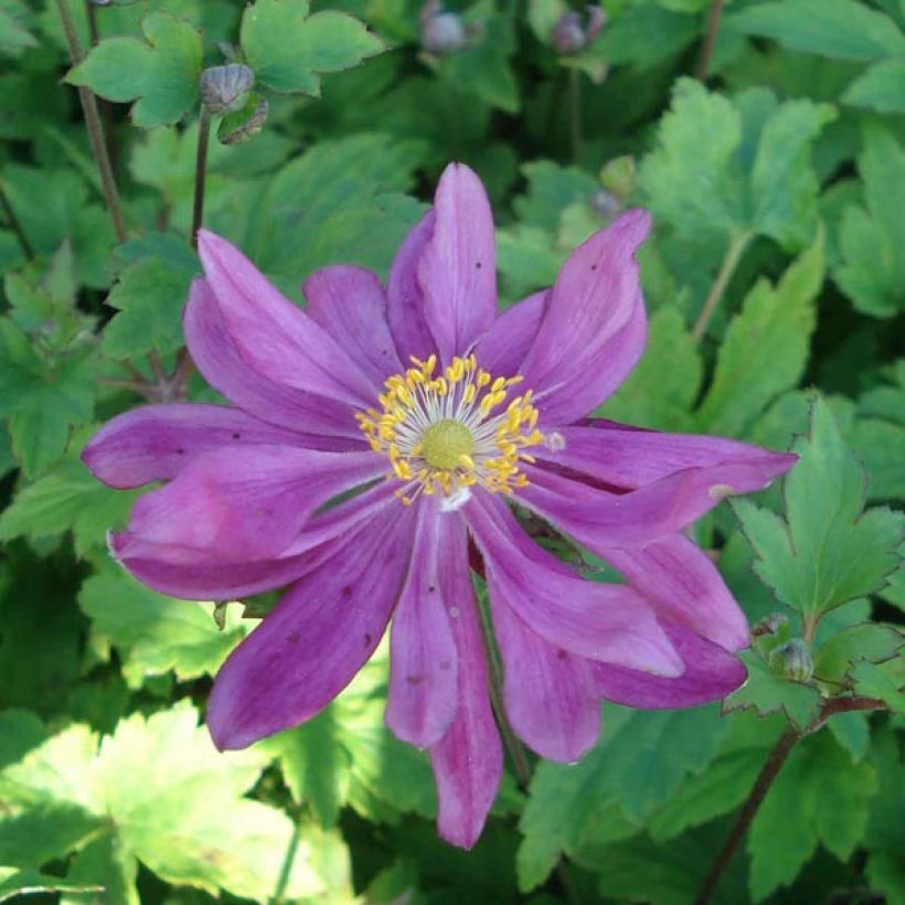 Anemone Bressingham Glow - Herfstanemoon (Flowering)