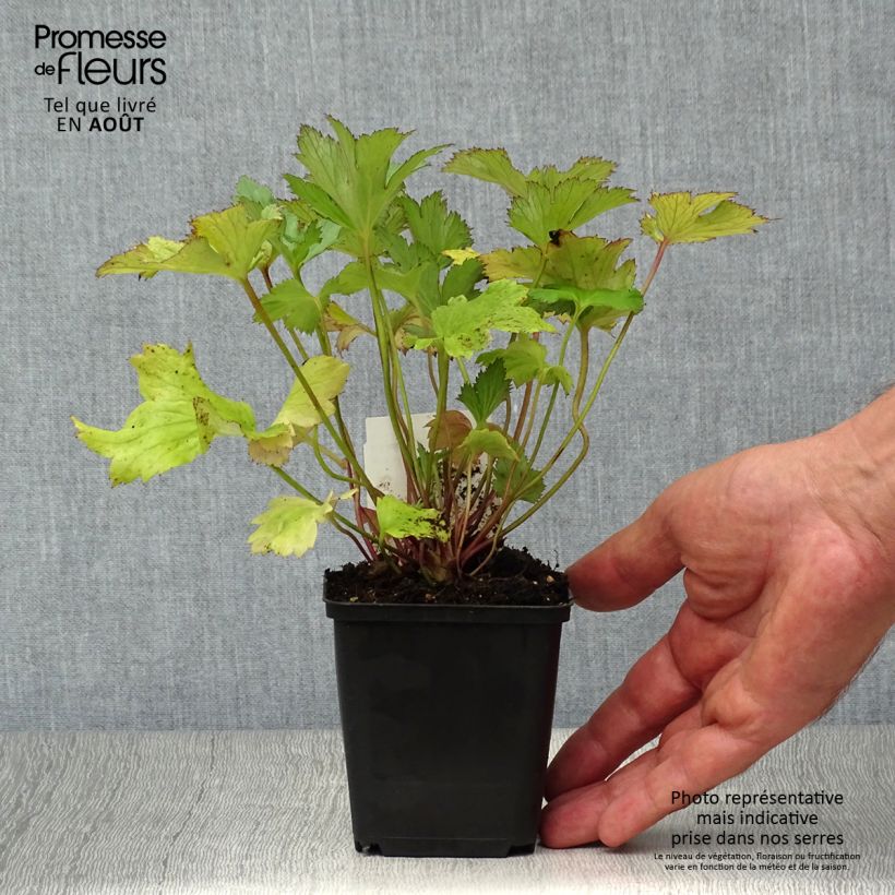 Exemplaar van Anemone Dreaming Swan - Herfstanemoon Kweekpotje van 8/9 cm zoals geleverd in de zomer