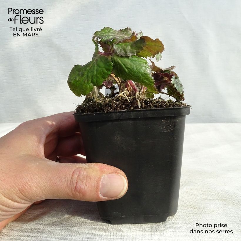 Exemplaar van Anemone Dreaming Swan - Herfstanemoon Kweekpotje van 8/9 cm zoals geleverd in de lente