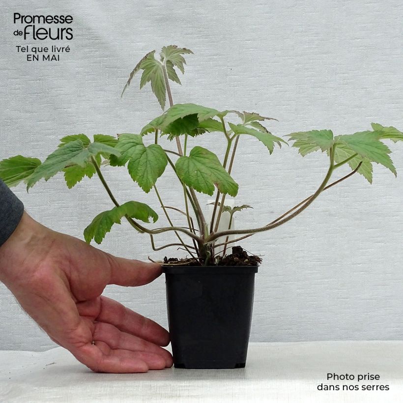 Exemplaar van Anemone Hadspen Abundance - Herfstanemoon Kweekpotje van 8/9 cm zoals geleverd in de lente