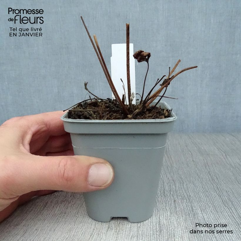 Example of Anemone Hadspen Abundance - Herfstanemoon Kweekpotje van 8/9 cm as you get in hiver